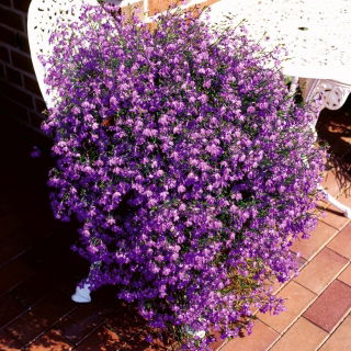 Lobelia Riviera Rose seeds - Lobelia pendula - 3200 biji - Lobelia erinus