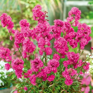 Sticky Catchfly - Lychnis viscaria - Vibrant Pink Showstopper - Fresh Seeds