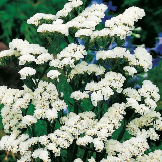 Risp - vit - Limonium sinuatum - Bländande snövita kronblad, perfekta för arrangemang - Färska frön