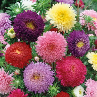 Kiina Aster Princess Mix siemenet - Callistephus chinensis - 500 siemeniä