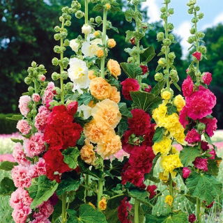 Stokrose - Summer Carnival - Alcea rosea - Majestætisk skønhed, livlige blomster op til 1,7 m høje - Friske frø