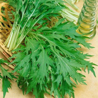 Grøn mizuna - Brassica rapa var. japonica - Hurtigtvoksende grønt til salater - Friske frø