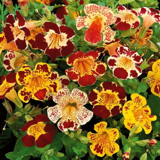 Bohócvirág - Mimulus tigrinus - Egzotikus színek, lenyűgöző a kertekben - Friss vetőmagok