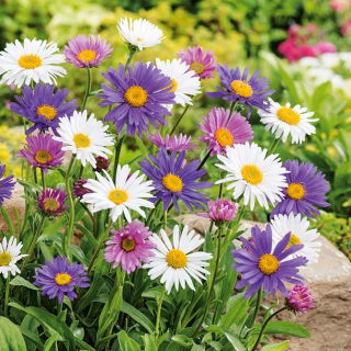 Astro alpino - Miscuglio - Aster alpinus - Fiori versatili per giardini rocciosi - Semi Freschi