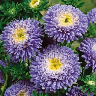 Blauwe chinese "Princess" -sterretje - 500 zaden - Callistephus chinensis