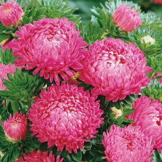 Callistephus chinensis - 500 zaden - roze