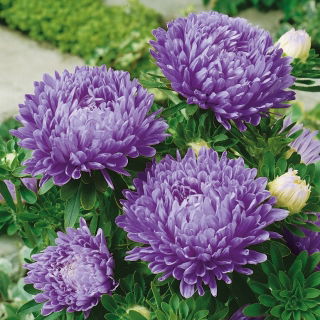 Astro - Fiore di Peonia - Blu - Callistephus chinensis - Fioriture squisite per bouquet e vasi - Semi Freschi