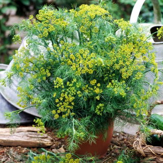 Vrtni koper "Bouquet" - tudi za pridelavo lonca - 2800 semen - Anethum graveolens L. - semena