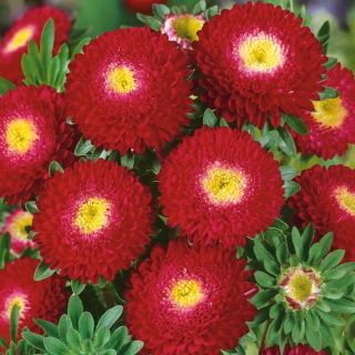 Reine Marguerite - Pompon - Rouge - Callistephus chinensis - Parfait pour les bordures estivales et les contenants - Graines fraîches
