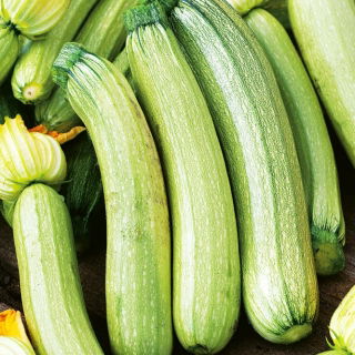 Zucchini - Bianca di Trieste - Schnellwachsend, mit köstlicher Birnenform - Samen
