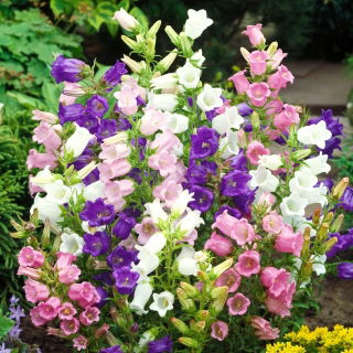 Harangvirág - színes virágkeverék - Campanula medium - Bájoló harang alakú virágok - Friss vetőmagok
