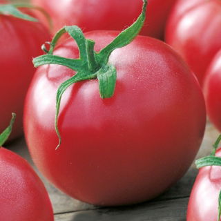 Tomato - Malinowy Kujawski - Large, Juicy Pink-Red Fruits - Fresh Seeds