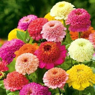 Сцабиоса фловеред зинниа - мик - 120 семена - Zinnia elegans scabiosaeflora