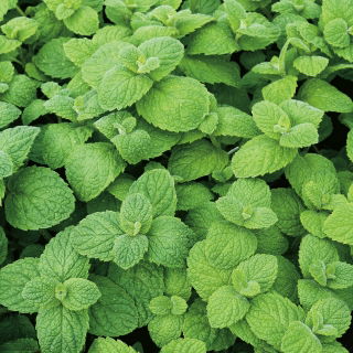 Mentă cu frunze rotunde - Mentha rotundifolia - Frunziș rezistent, non-invaziv, cu parfum de măr - Semințe proaspete