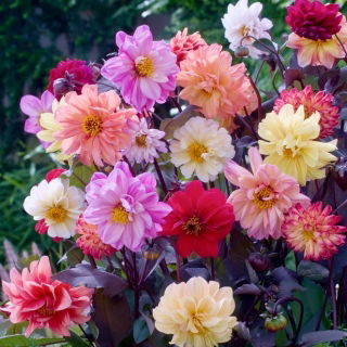 Zahradní dahlia "Diablo" - 120 semen - Dahlia variabilis - semena