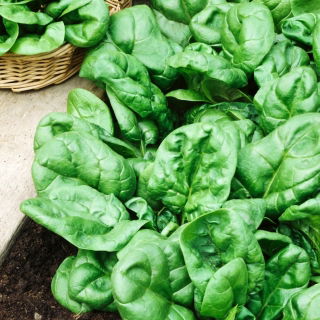 BIO - spinach "Winterreuzen" - certified organic seeds - 800 seeds