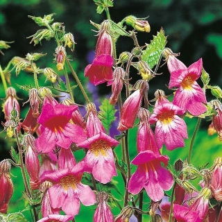 Kínai Foxglove magok - Rehmannia elata - 500 mag