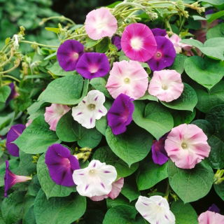 Morning Glory "Două tone de amestec" semințe - Ipomoea tricolor - 56 de semințe - Ipomoea purpurea