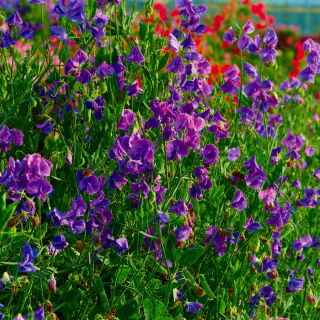 Lila édes borsó mag - Lathyrus odoratus - 36 mag - magok