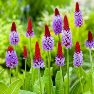 Primrose Kinijos pagodos sėklos - Primula vialii - 140 sėklų