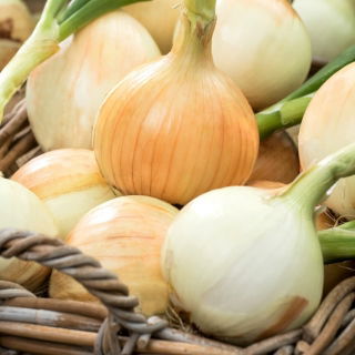 BIO - Ceapa albă de iarnă "Tonda Musona" - semințe organice certificate - 500 de semințe - Allium cepa L.