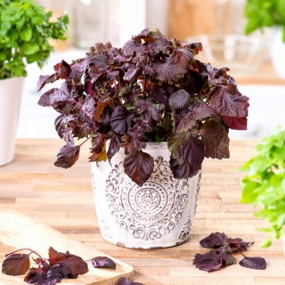 Lila Shiso frön - Perilla nankinensis - 500 frön - Perilla frutescens var. crispa f. purpurea.