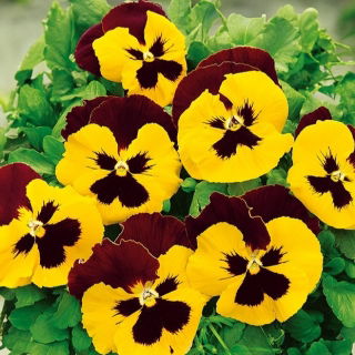 Viola wittrockiana - Red Wings, Roter Flugel - giallo - marrone - 400 semi - Viola x wittrockiana