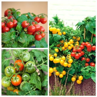 Balkon-Tomate - Set mit Samen von 3 Gemüsepflanzensorten - 