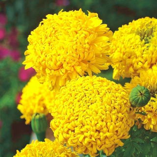 Rose d'Inde  - Fantastic - 90 graines - Tagetes erecta