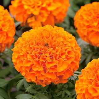 Dwarf pot marigold "Calando" - orange - 108 seeds