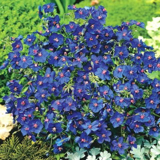 Arve - 130 frø - Anagallis