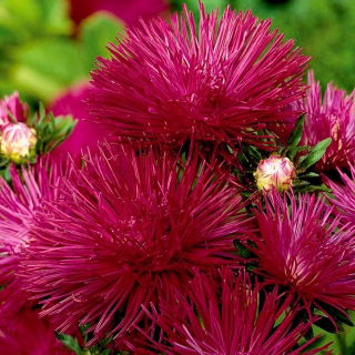 Needle-petal aster "Comet" - 225 seeds