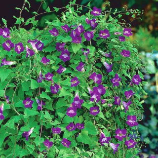 Twining Snapdragon frø - Asarina skandiner - 10 frø - Asarina scandens