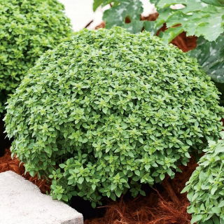Basilikum Piccolino Samen - Ocimum basilicum L. - 650 Samen - 