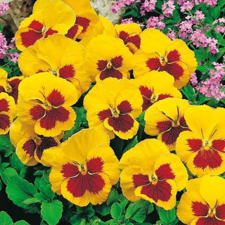Penséer - Yellow Red Eye - gul - röd - 320 frön - Viola x wittrockiana