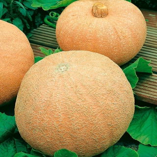 Riesenkürbis ‘Melonengelb’  - Cucurbita maxima - 12 Samen