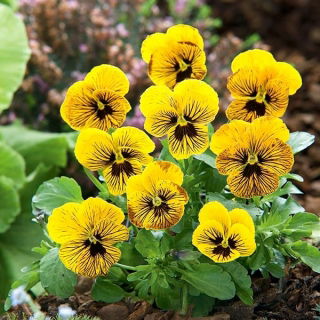 ויולה אנג'ל טייגר עין זרעים - ויולה x williamsii - 16 זרעים - Viola x. wittrockiana