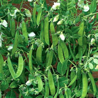 BIO - Field sugar snaps "Norli" - gecertificeerde biologische zaden - 