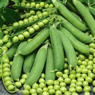 Pea "Polar Nochowski"
