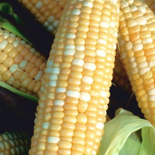 Csemegekukorica - Ramondia - 1 magok - Zea mays convar. saccharata var. Rugosa