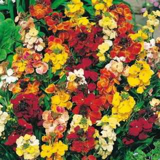 Английские смешанные семена Wallflower - Cheiranthus Cheiri
