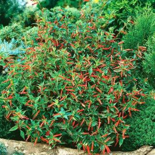Graines de Plante Cigarette ou Fleur de Cigarette - Cuphea ignea - 5 graines