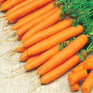 Carrot - Amsterdam 3 - Seed tape - Bright Sweetness, Velvety Smooth