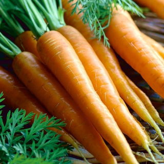 Mrkev "První sklizeň" - ošetřená semena - Daucus carota ssp. sativus 