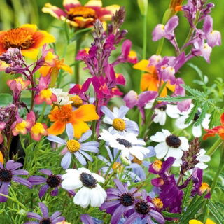 Annual Plants Last Minute Mix zaden - 70 zaden - 