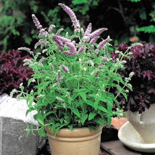 Hortelã - silvestre - 1200 sementes - Mentha longifolia
