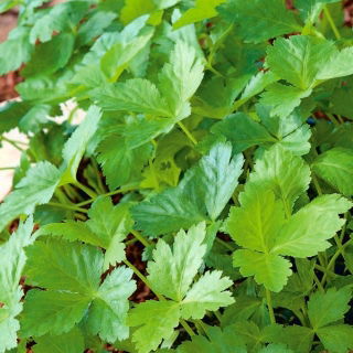 מיצובה, זרעי פטרוזיליה יפנית - Cryptotaenia japonica - Petroselinum crispum ‘Mitsuba' - זרעים