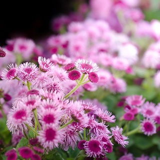Agerāti Meksikas - rozā - Ageratum houstonianum - Ilgi ziedoši, pūkaini ziedi podiem - Svaigas sēklas