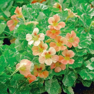 Nasturtium Alaska Salmon Orange seemned - Tropaeolum majus var. Nanum - 24 seemnet