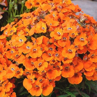 Nemesia Orange Prince mag - Nemesia strumosa - 1000 mag - magok